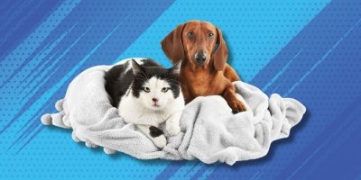 Une solution pour protégez vos compagnons à quatre pattes face aux coûts vétérinaires croissants