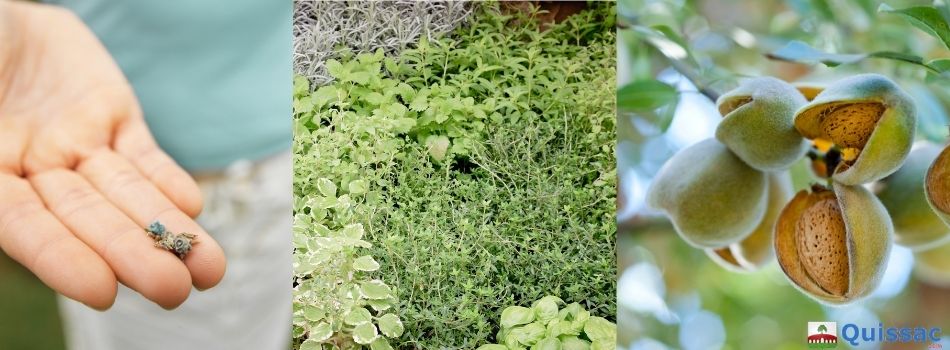 Journées l'arbre, de la plante et du fruit