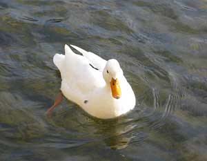Faune du Vidourle Un canard sur le Vidoule